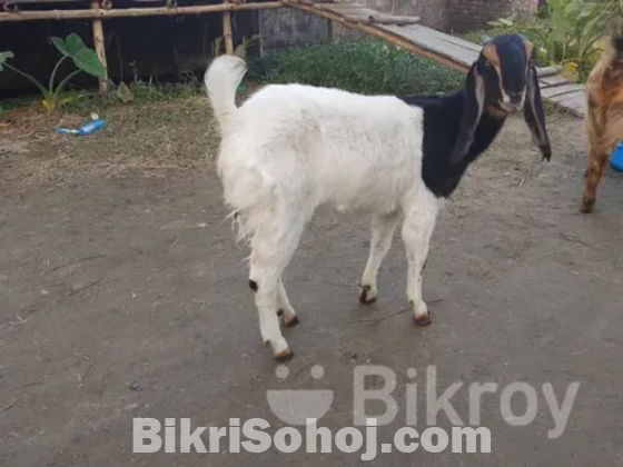 ৭টা ছাগল মা বাচ্চা সহ।